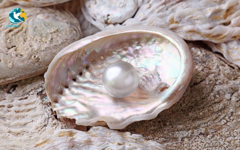 Visiting pearl farms