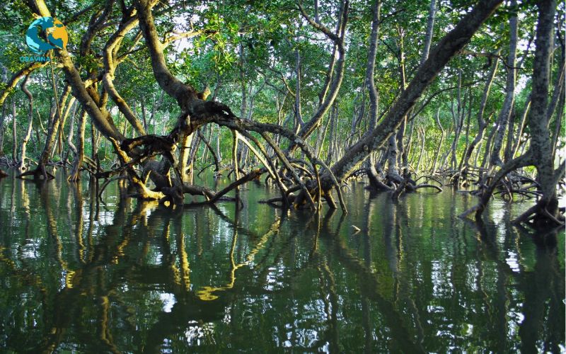 Mangrove exploration