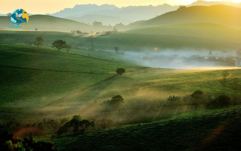 Moc Chau green grassland captivates tourists
