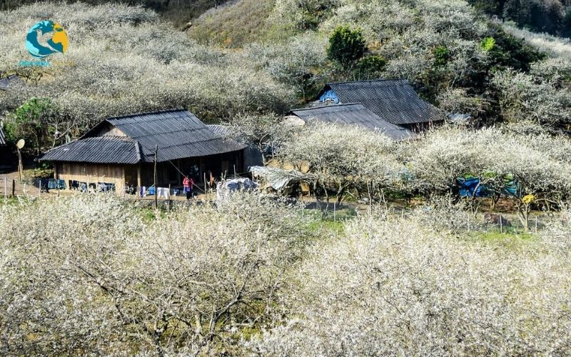 Peach blossoms in bloom in Moc Chau