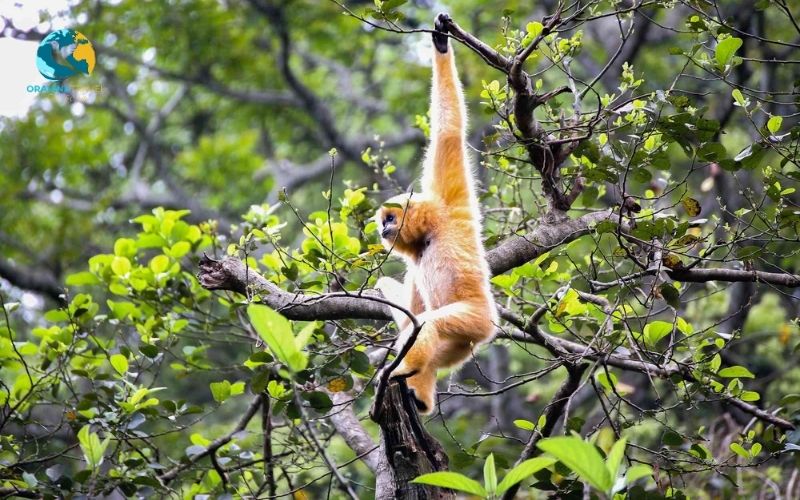 Cuc Phuong National Park