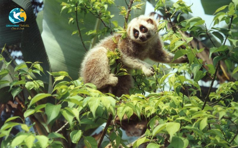 Conservation of living things