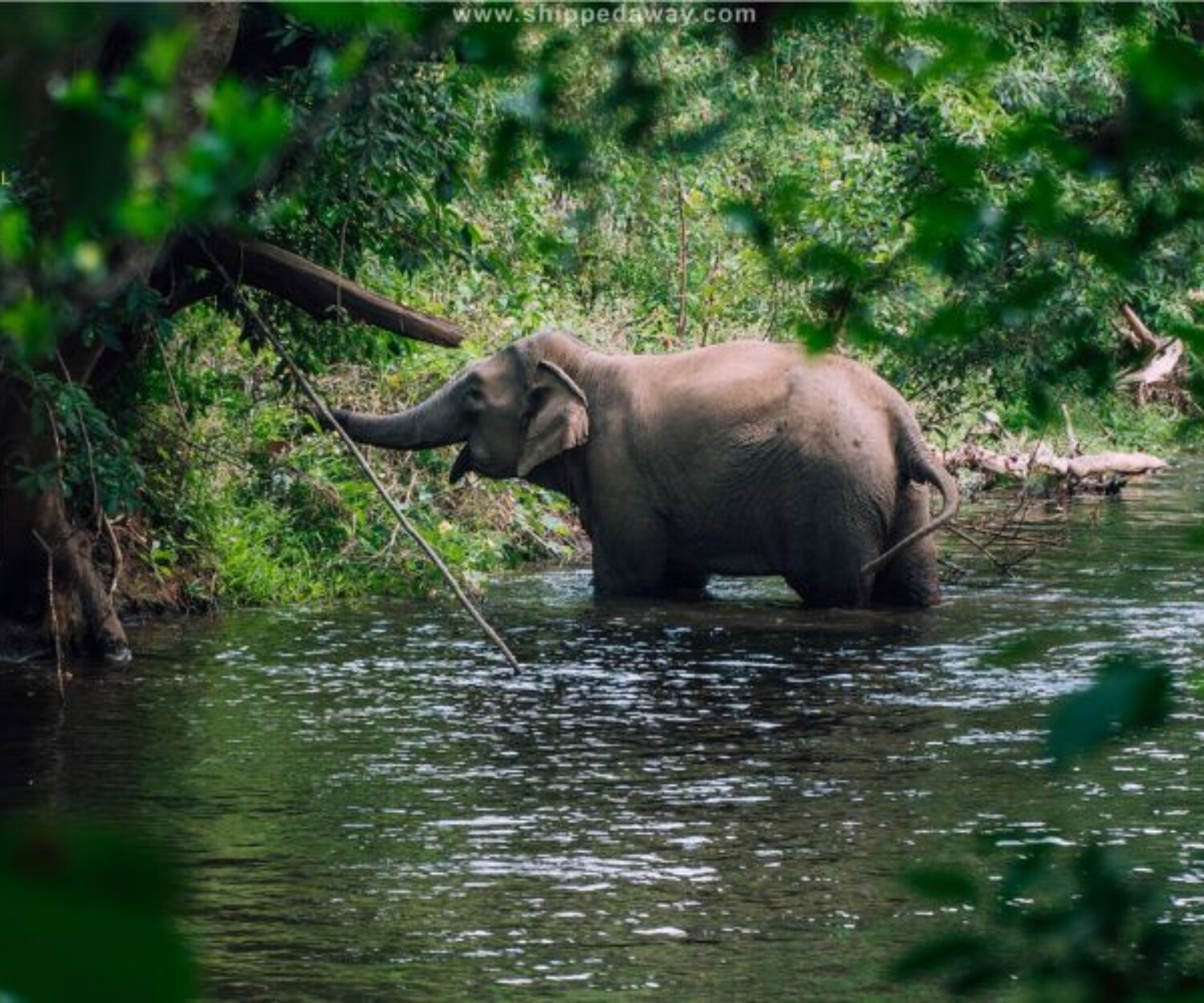 Wildlife and Nature Breathes at Yok Don National Park